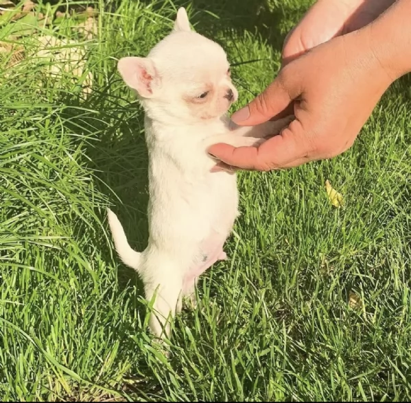 Regalo Chihuahua  | Foto 0