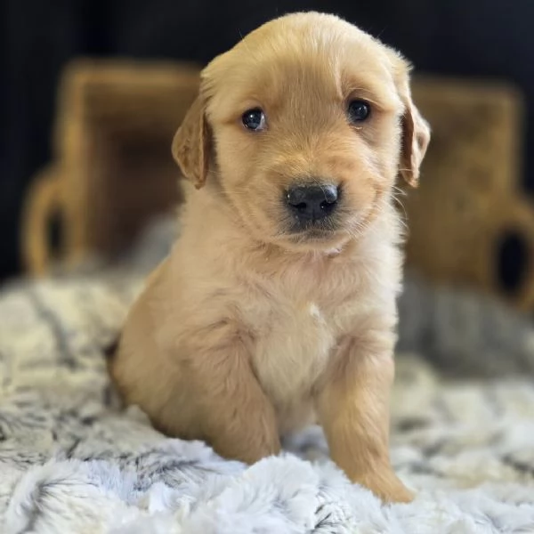 REGALO GOLDEN RETRIEVER 