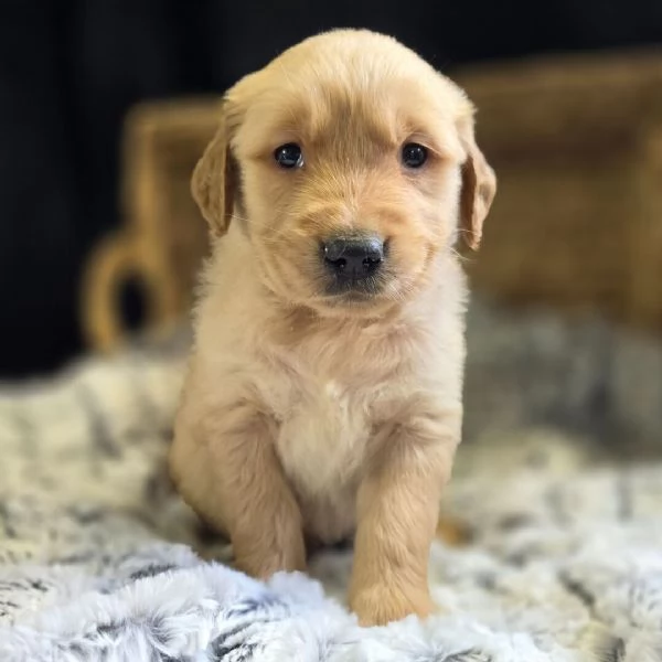 REGALO GOLDEN RETRIEVER  | Foto 0