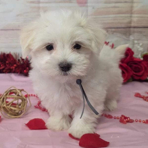 REGALO Maltese 