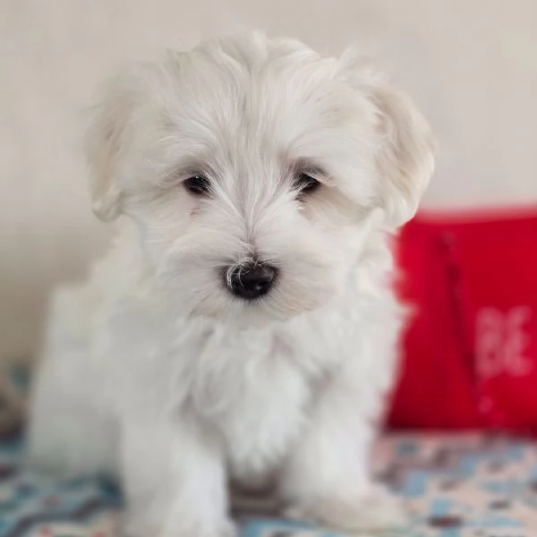 REGALO Maltese  | Foto 0