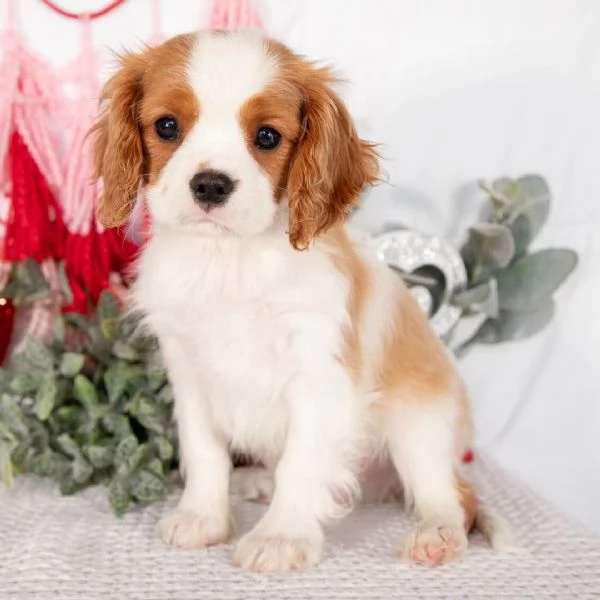 REGALO Cavalier King Charles  | Foto 0