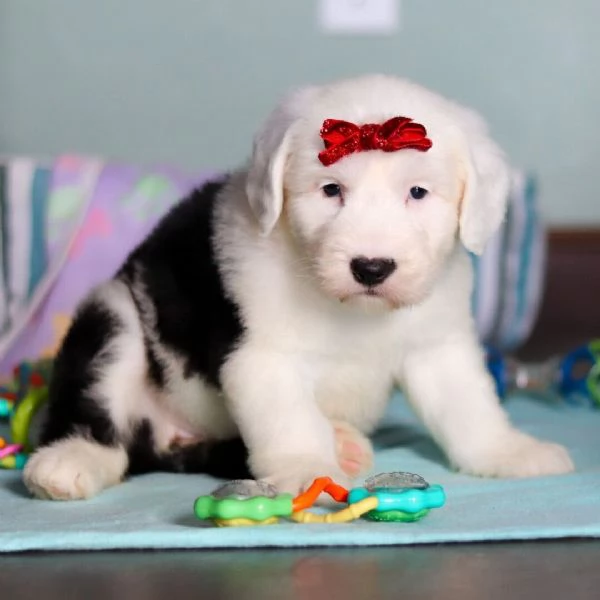 REGALO   Cane da pastore inglese 