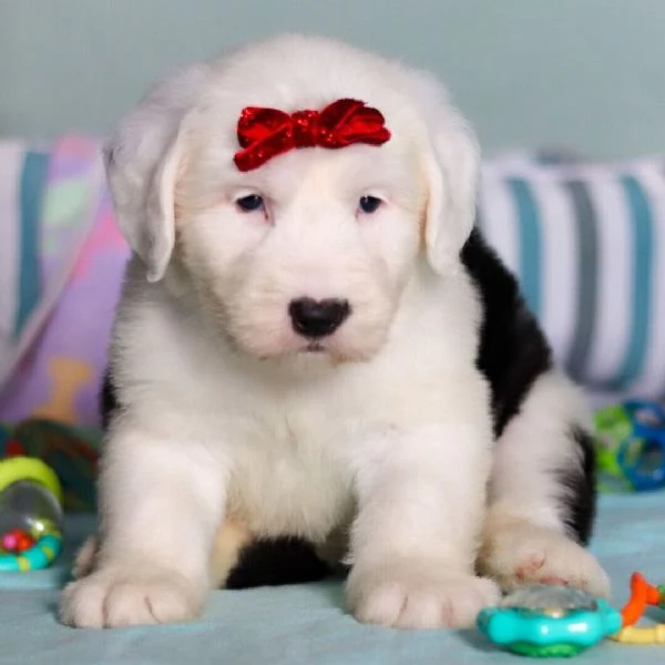 REGALO   Cane da pastore inglese  | Foto 0