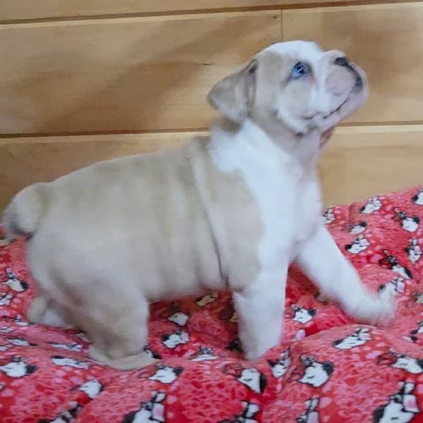 REGALO   BULLDOG INGLESE | Foto 0