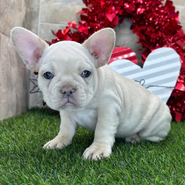 REGALO   Bulldog francese  | Foto 0