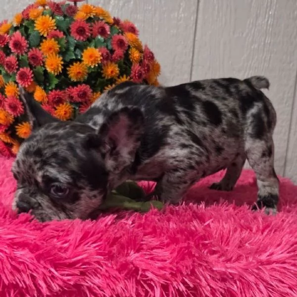 REGALO Bulldog francese 