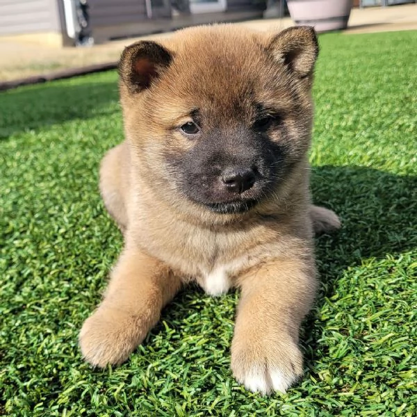 REGALO ShibaINU