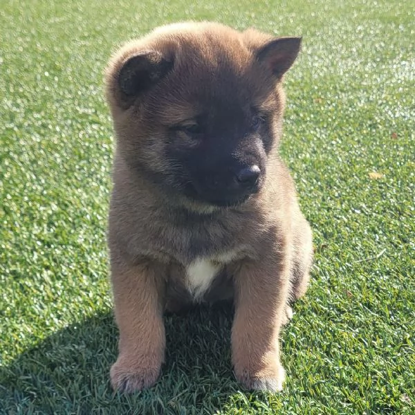 REGALO ShibaINU | Foto 0