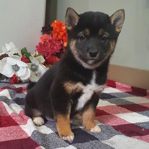 REGALO Shiba Inu 