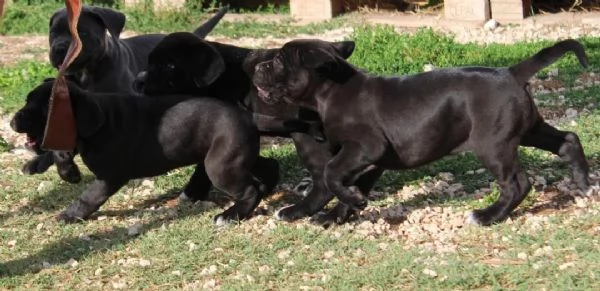 Disponibili cuccioli di cane corso | Foto 4