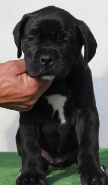 Disponibili cuccioli di cane corso | Foto 3