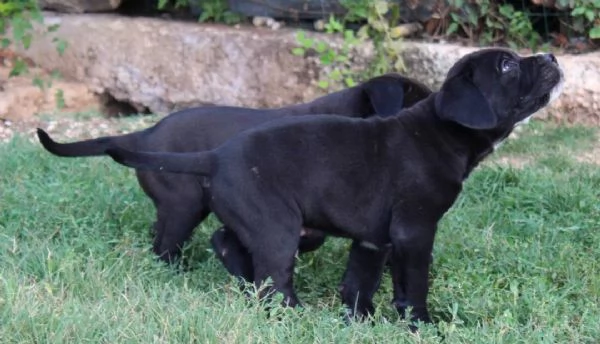Disponibili cuccioli di cane corso | Foto 2