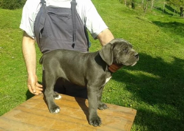 Disponibili cuccioli di cane corso