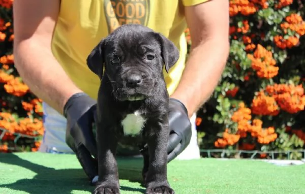 Disponibili cuccioli di cane corso | Foto 1