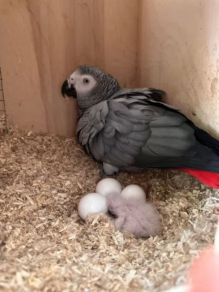 Pappagalli e uova fresche fertili in vendita