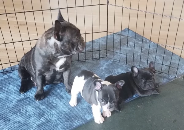 Cuccioli di Bulldog Francese in vendita | Foto 4