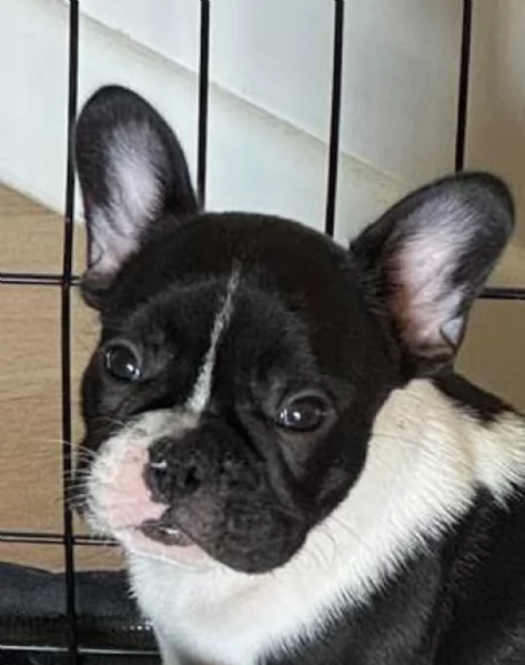 Cuccioli di Bulldog Francese in vendita | Foto 2