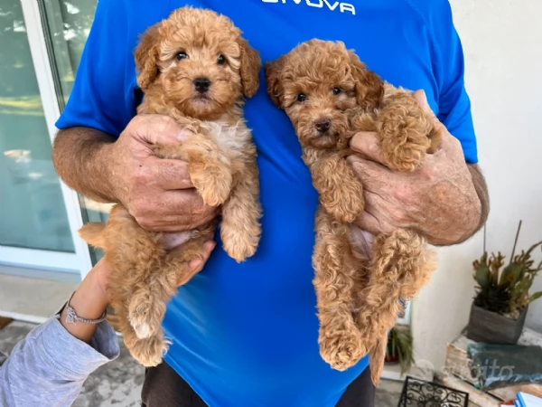 Cuccioli di Barboncino Nano | Foto 1