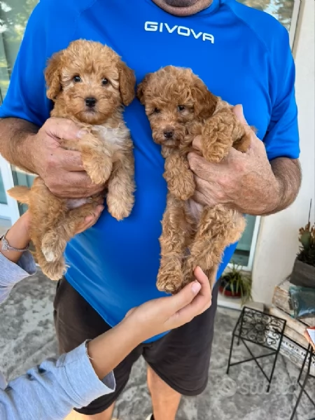 Cuccioli di Barboncino Nano | Foto 0