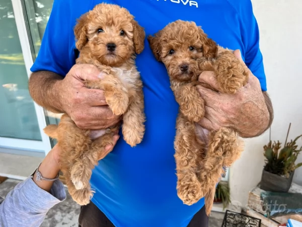 Cuccioli di Barboncino Nano