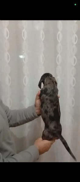 Cucciolo di Bassotto tedesco Arlecchino | Foto 2