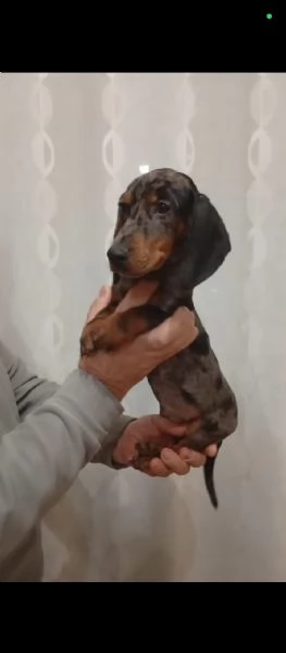 Cucciolo di Bassotto tedesco Arlecchino | Foto 0