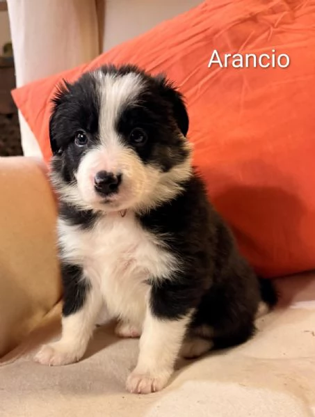 Cuccioli di Border Collie