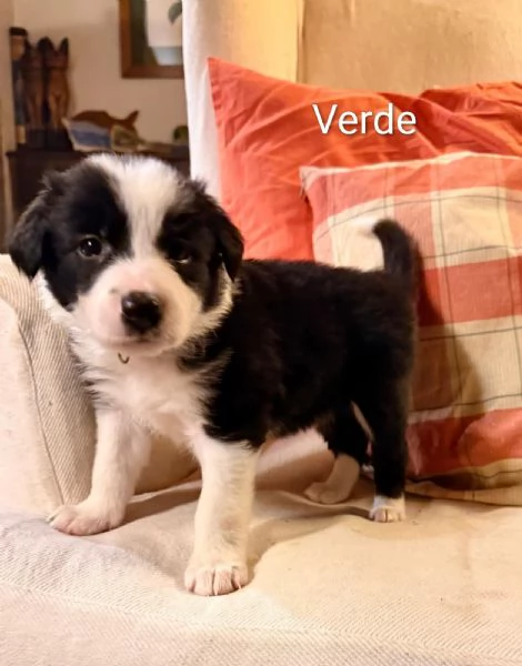 Cuccioli di Border Collie | Foto 5