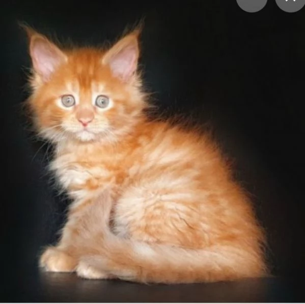 Magnifico gatto Maine Coon