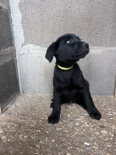 CUCCIOLI LABRADOR | Foto 5