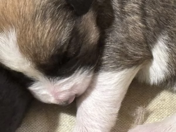 Adozioni del cuore | Foto 1