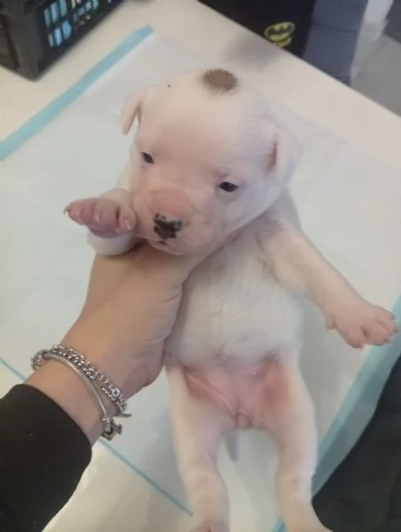 Cuccioli bulldog francese 