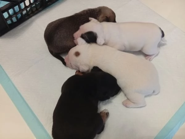 Cuccioli bulldog francese  | Foto 5