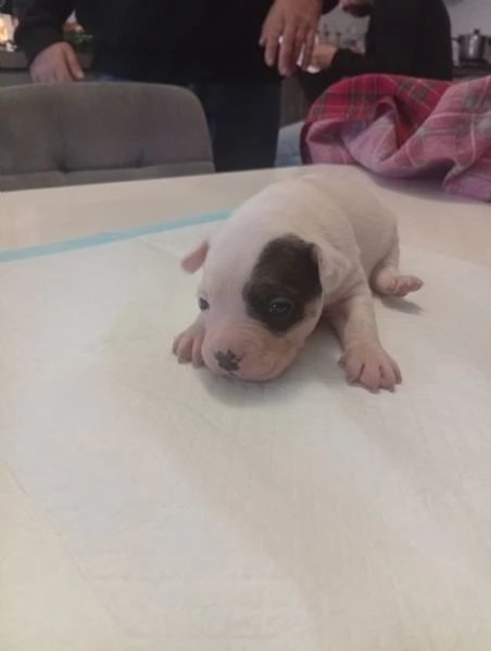 Cuccioli bulldog francese  | Foto 2