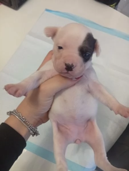 Cuccioli bulldog francese  | Foto 0