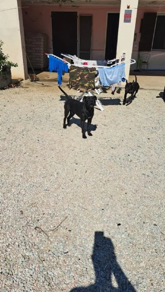 Cani maschi meticci di 3 anni 