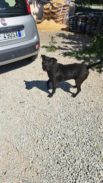 Cani maschi meticci di 3 anni  | Foto 0