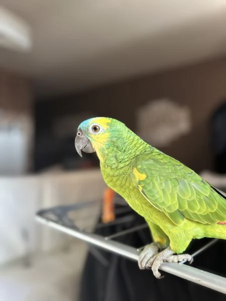 Pappagallo  Amazzone fronte blu