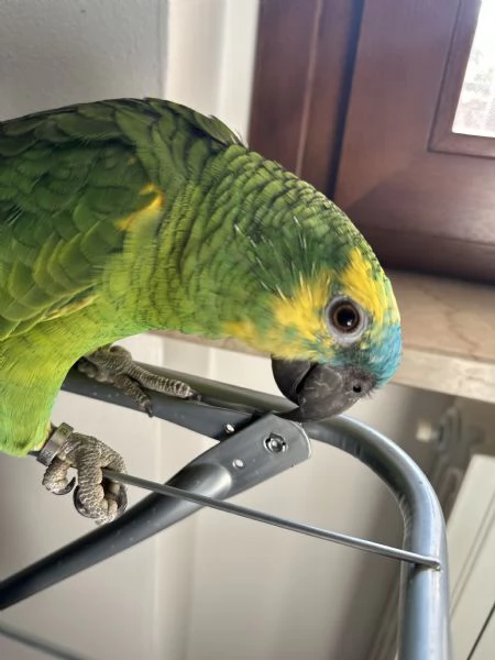 Pappagallo  Amazzone fronte blu | Foto 0