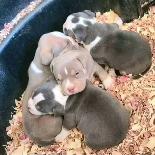 Cuccioli di pitbull di qualitagrave 