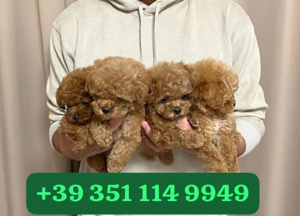 Regala cuccioli di Barboncino maschio e femmina | Foto 1