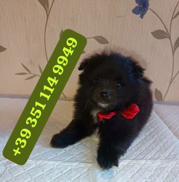 Regala cuccioli di Pomerania maschio e femmina | Foto 1