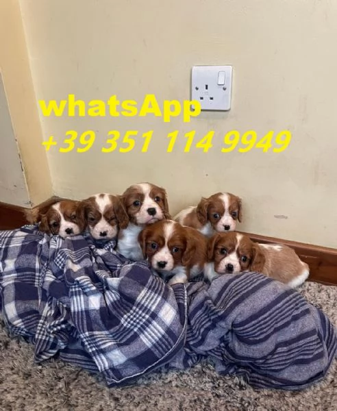 regalate i nostri cuccioli di Cavalier King maschio e femmina