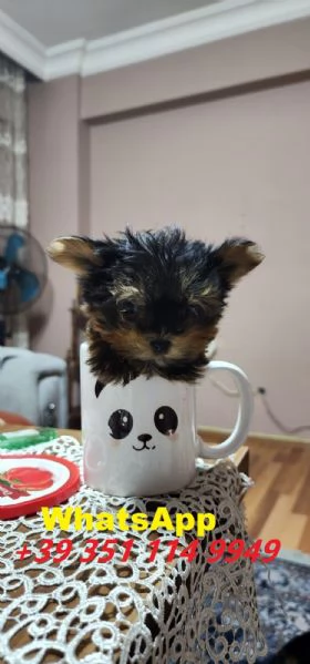 regalate i nostri cuccioli di Yorkshire maschio e femmina | Foto 1