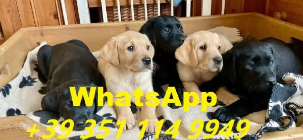 regalate i nostri cuccioli di Labrador maschio e femmina | Foto 1