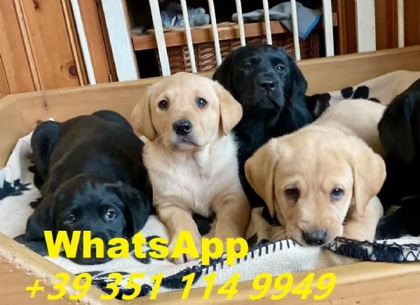 regalate i nostri cuccioli di Labrador maschio e femmina