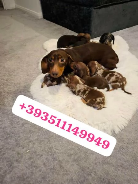 Regalo Cuccioli di Bassotto maschi e femmine | Foto 1