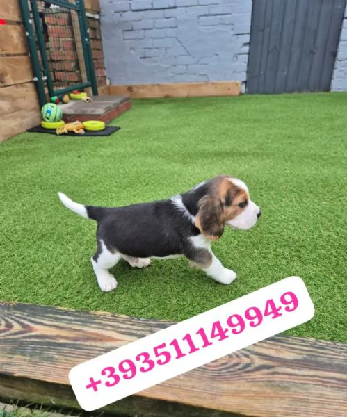 Regalo Cuccioli di Beagle maschi e femmine | Foto 1