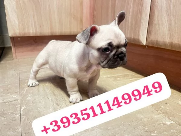 Regalo Cuccioli di Bulldog Franceacutes maschi e femmine | Foto 0